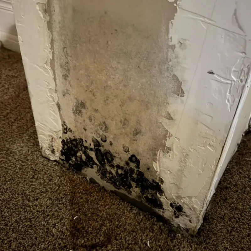 Professional Mold Removal in Iberville Parish, LA